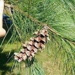 Pinus strobus