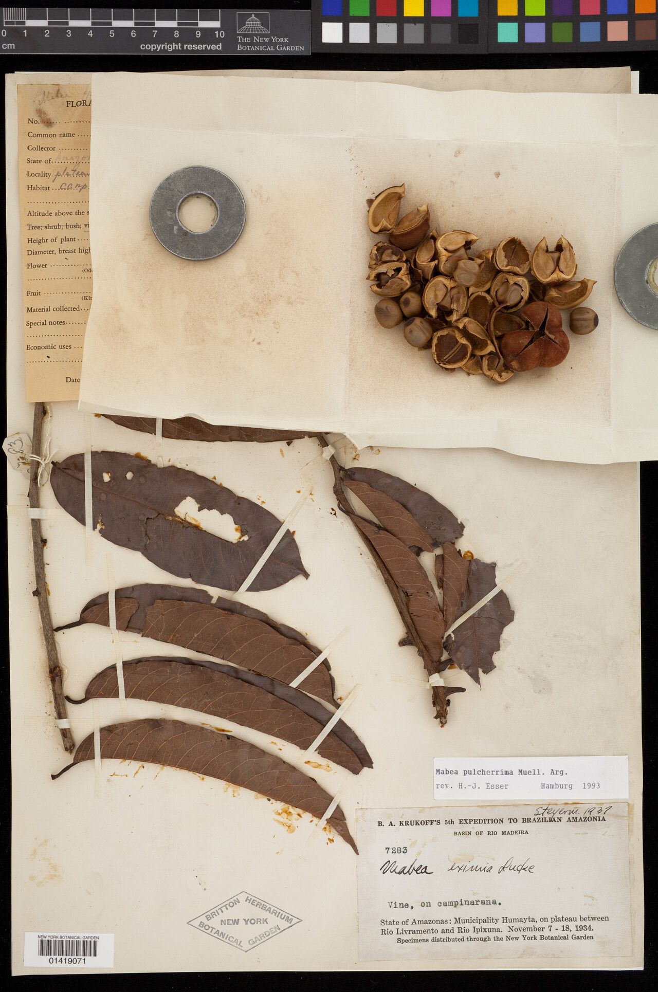 Mabea pulcherrima fruit