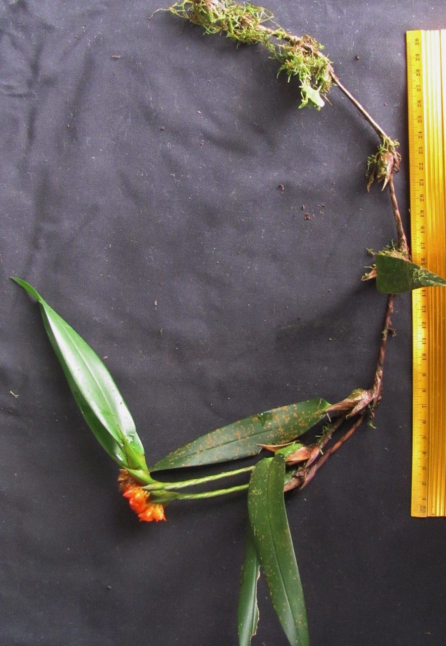 Camaridium horichii other