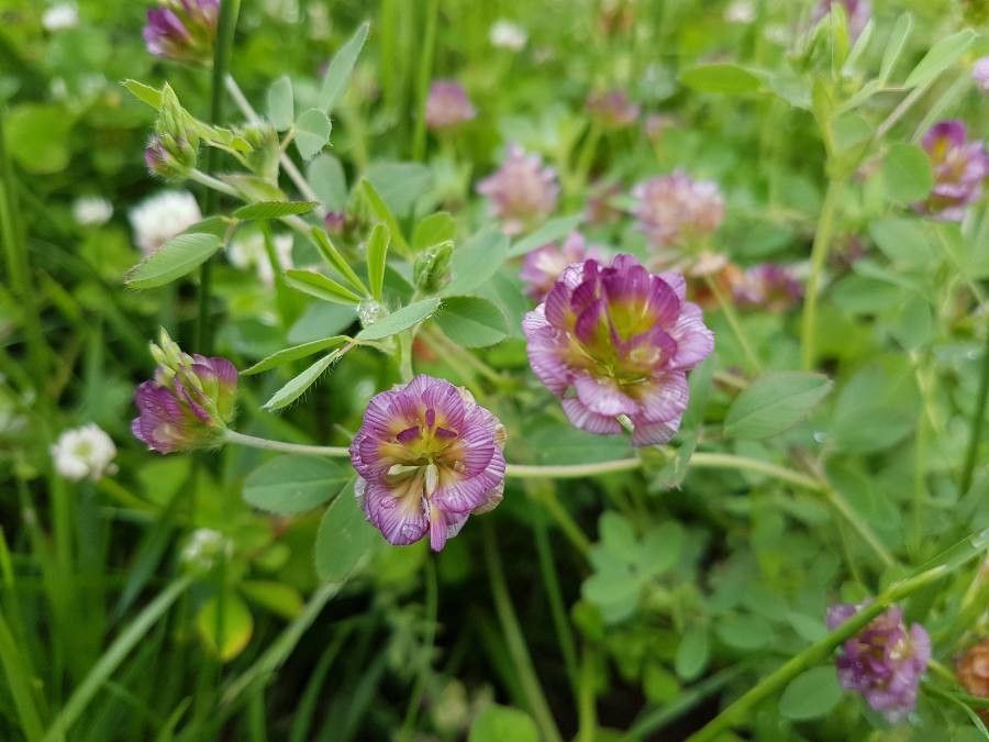 Trifolium grandiflorum flower