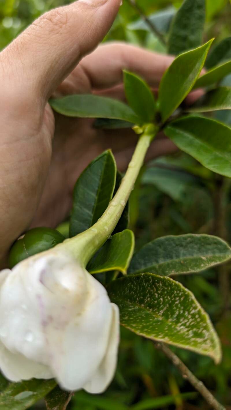 Brunfelsia lactea flower