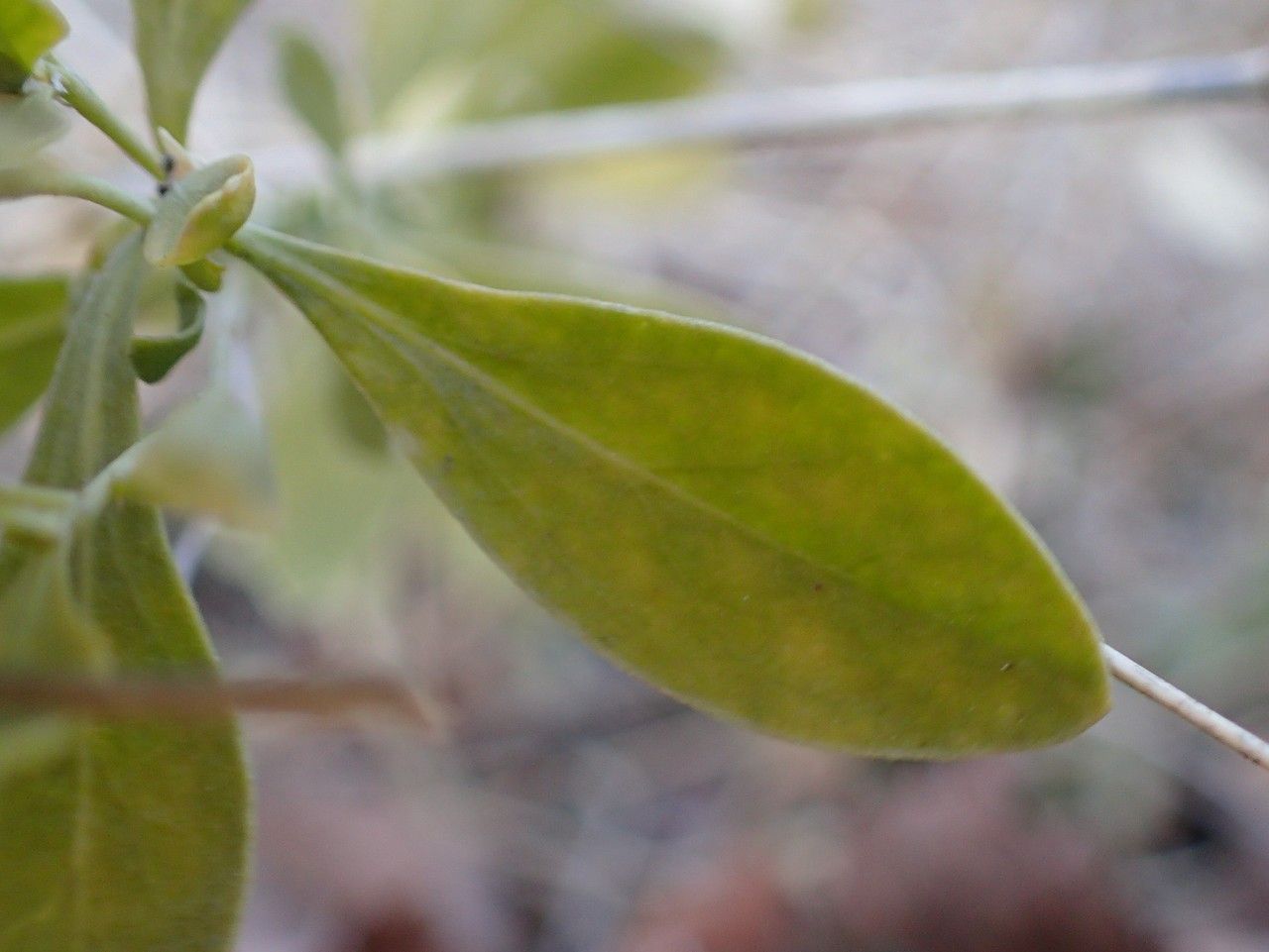 Hylotelephium anacampseros fruit