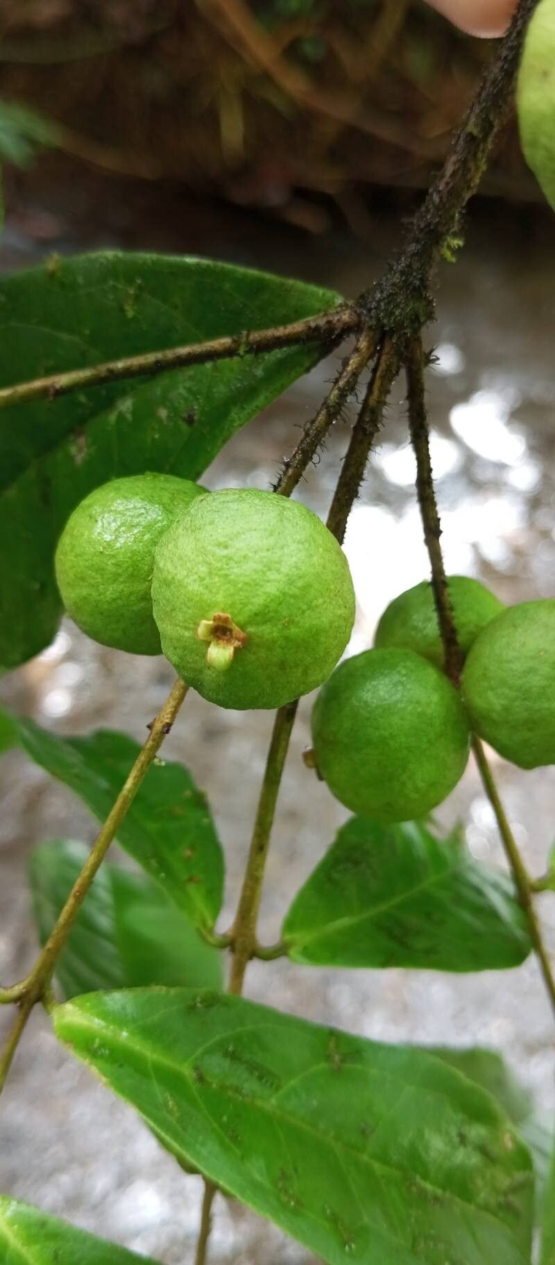 Eugenia basilaris fruit