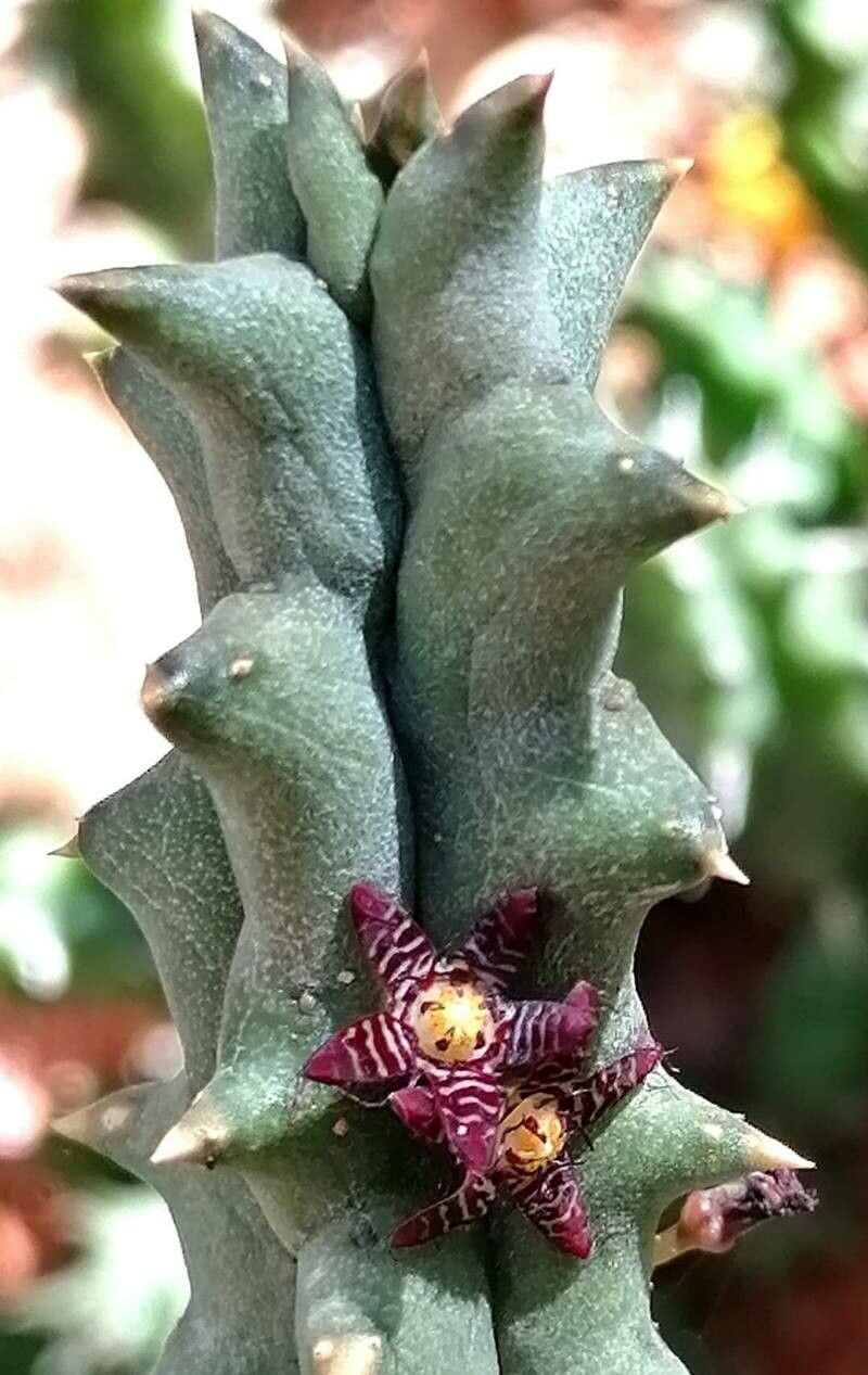 Quaqua parviflora — related species from the same genus