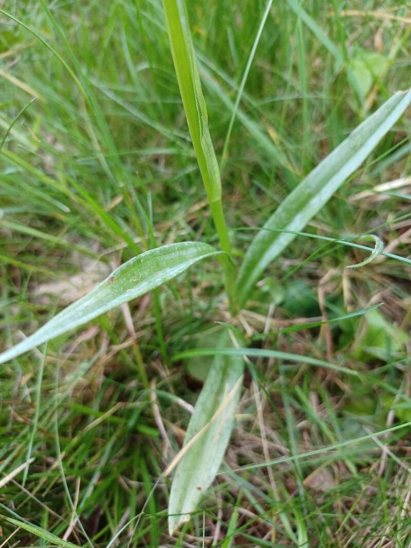 Orchis mascula x Orchis militaris — houseplant care guide