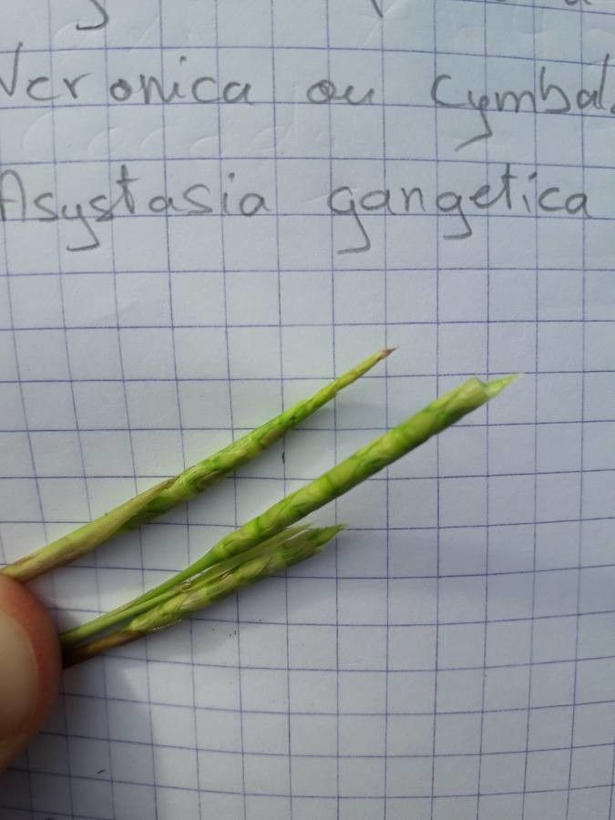 Rottboellia cochinchinensis flower