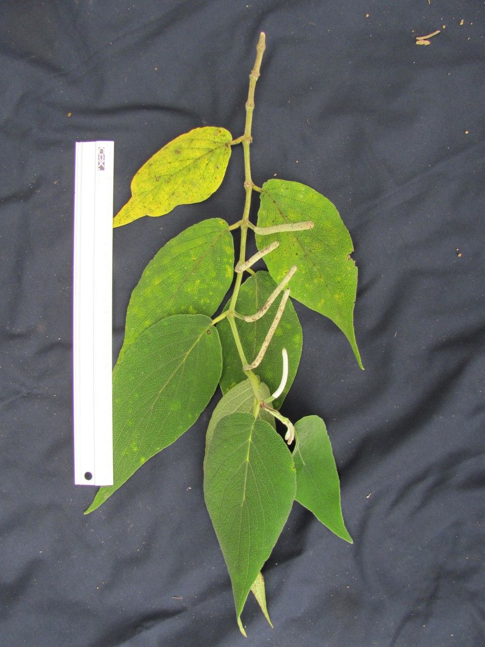 Piper bredemeyeri other