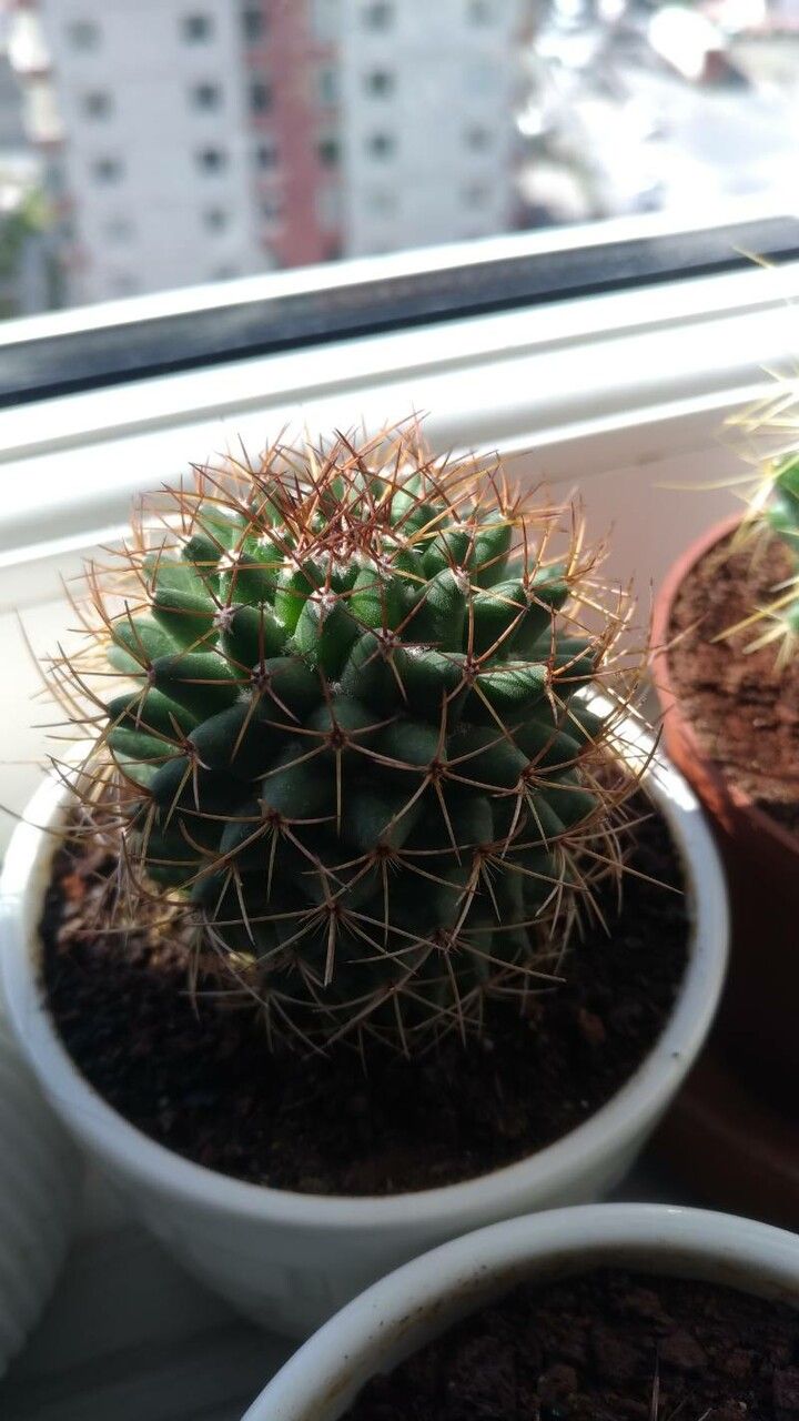 Mammillaria winterae flower