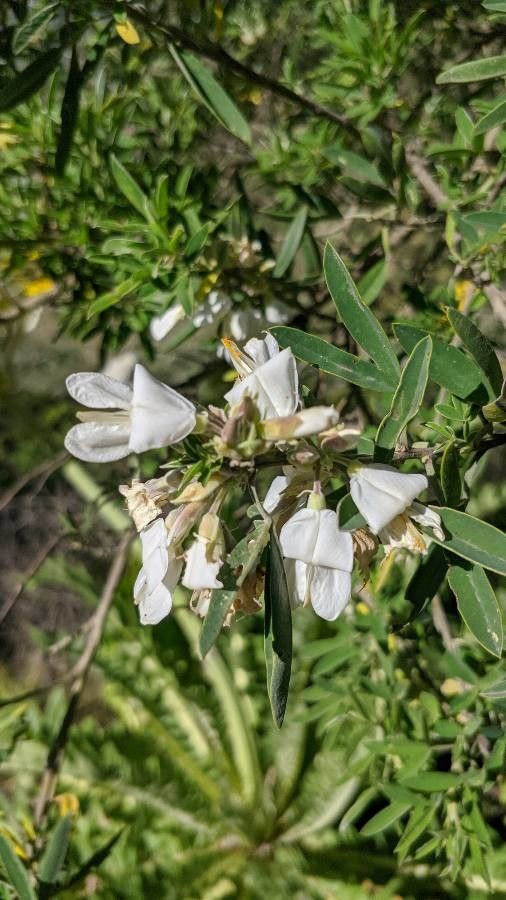 Chamaecytisus proliferus flower