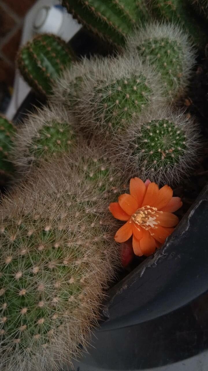 Rebutia muscula flower