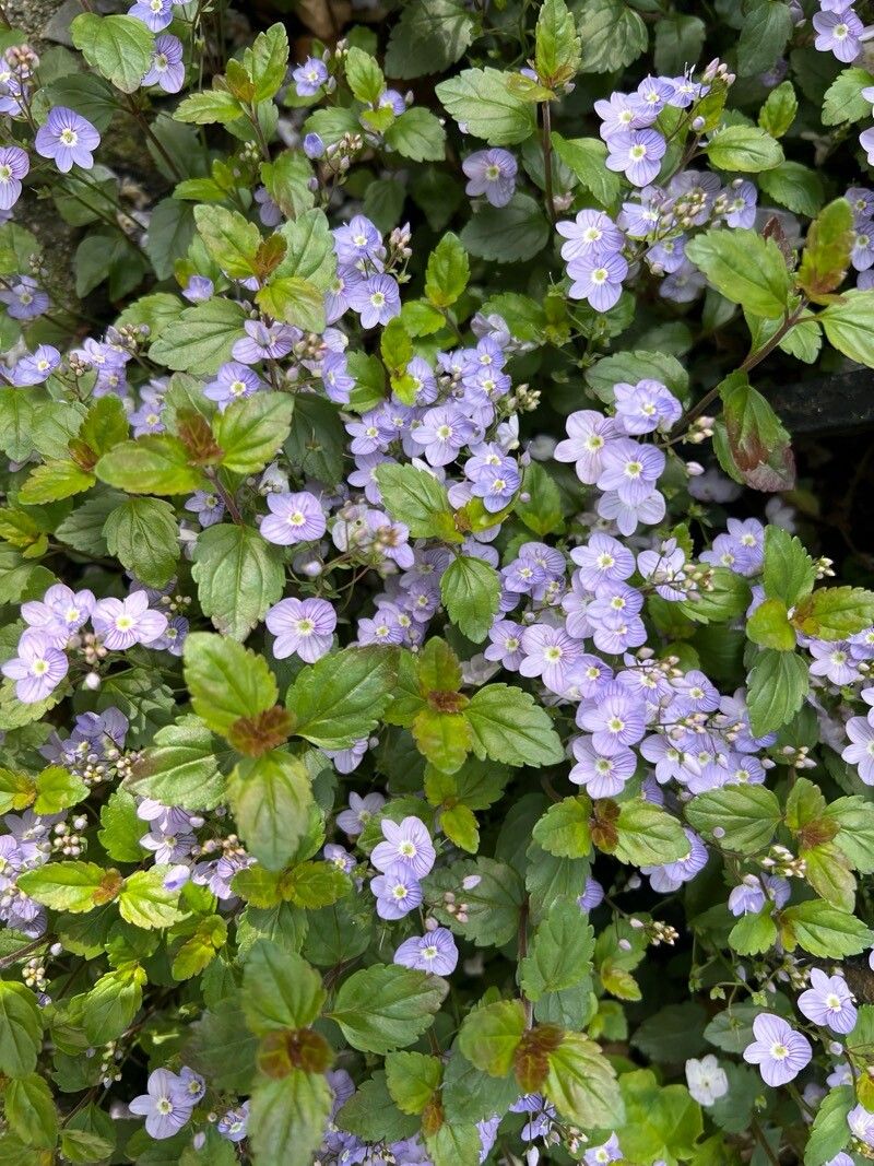 Veronica petraea flower