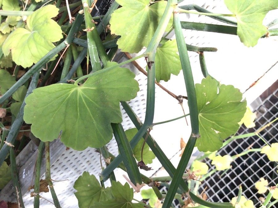 Pelargonium tetragonum — houseplant care guide