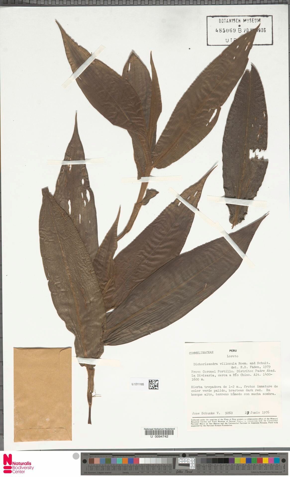 Dichorisandra villosula leaf