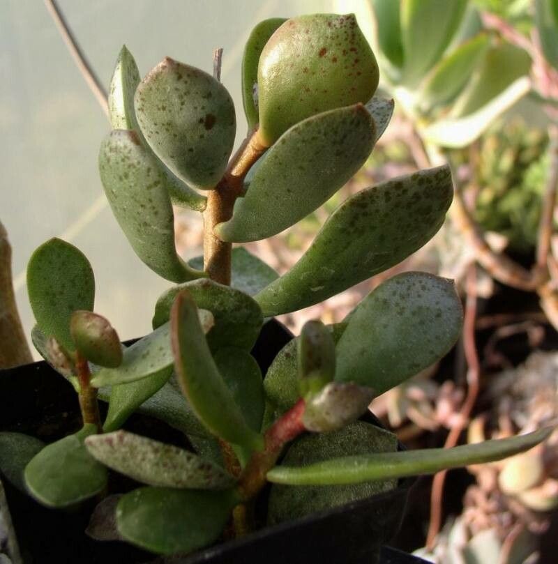 Adromischus hemisphaericus — houseplant care guide