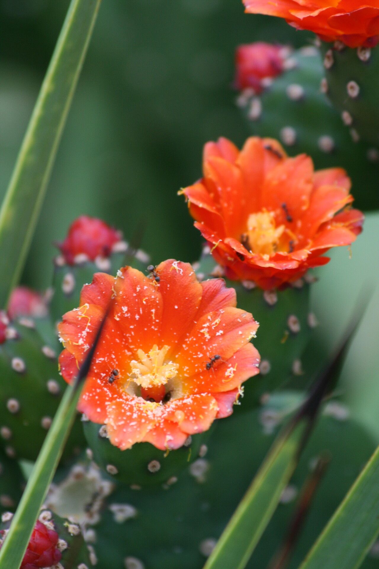Opuntia quitensis flower