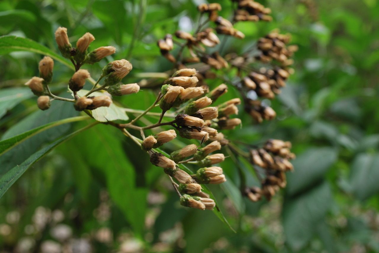 Gymnanthemum amygdalinum flower