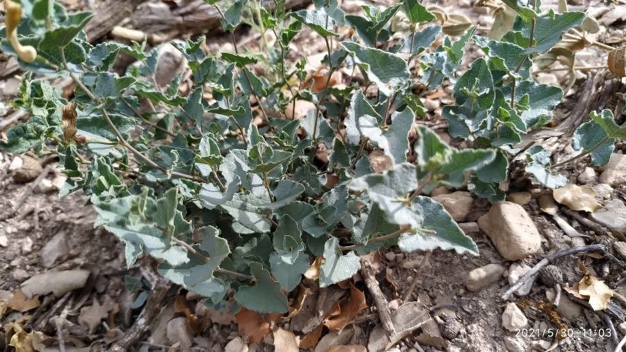 Aristolochia pistolochia — search result for 'Aristolochiaceae'