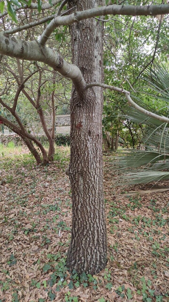 Quercus xalapensis bark