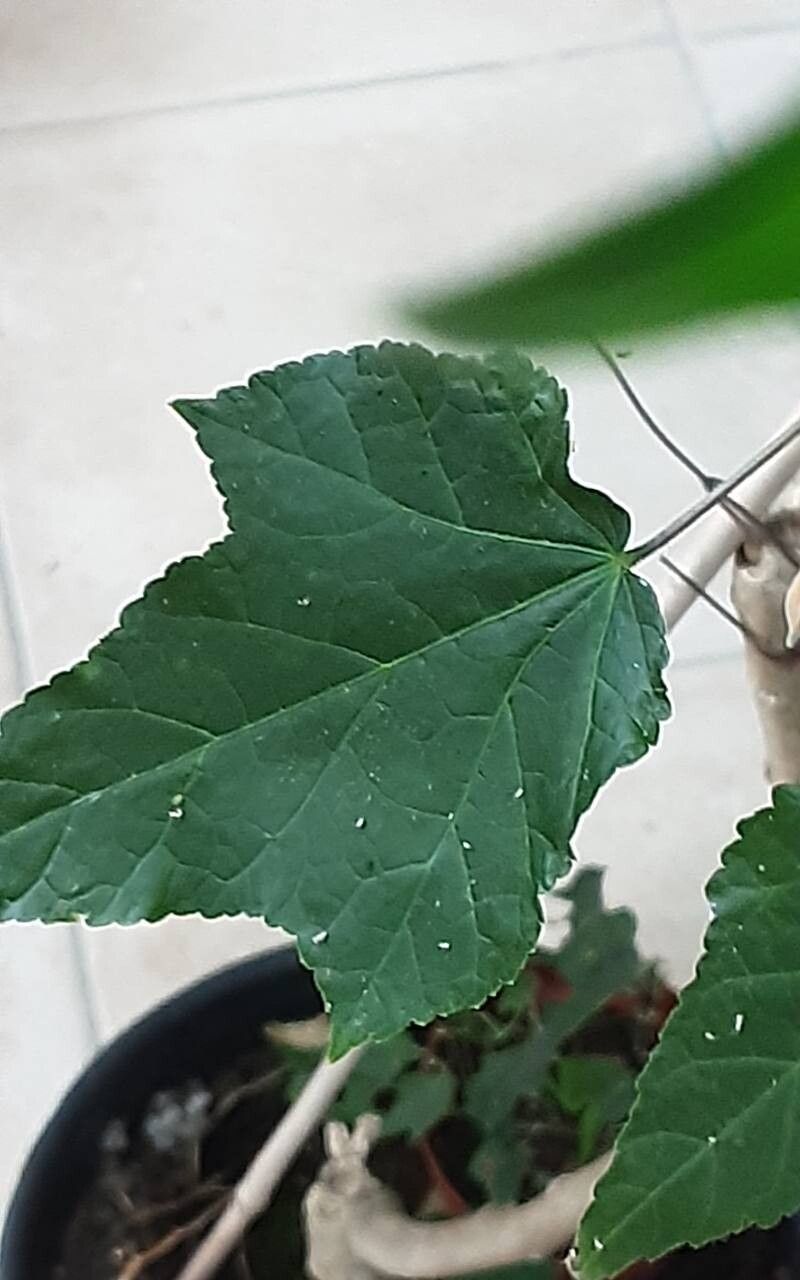 Callianthe darwinii — related species from the same genus