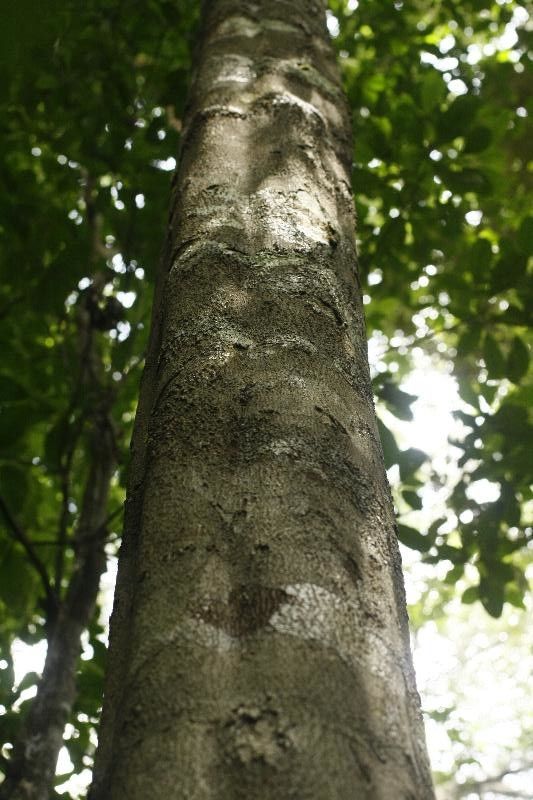 Pouteria coriacea bark