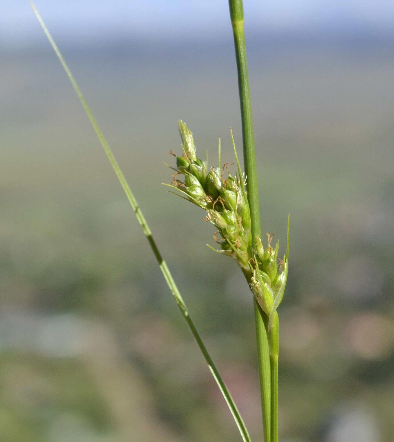 Carex spartea — houseplant care guide