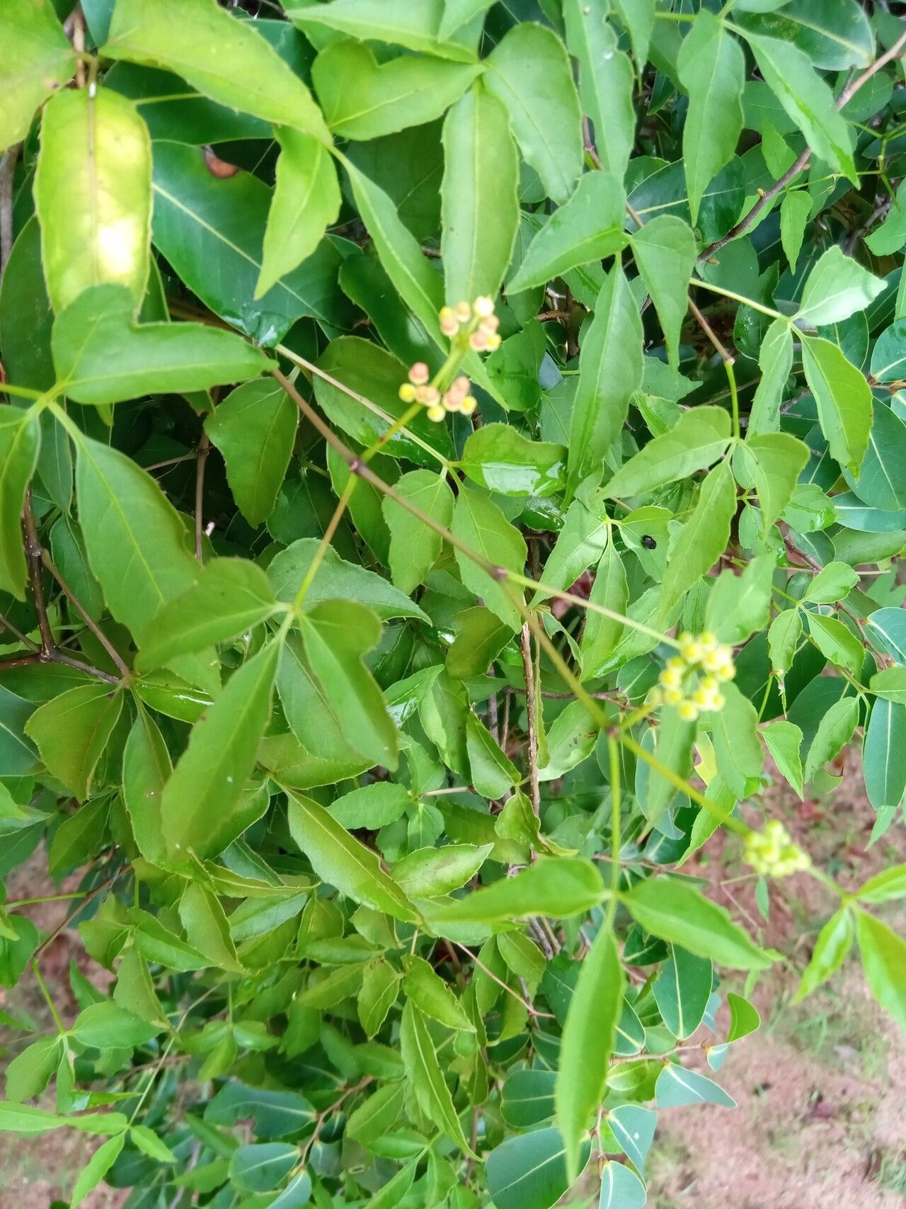 Cissus ambongensis — related species from the same genus