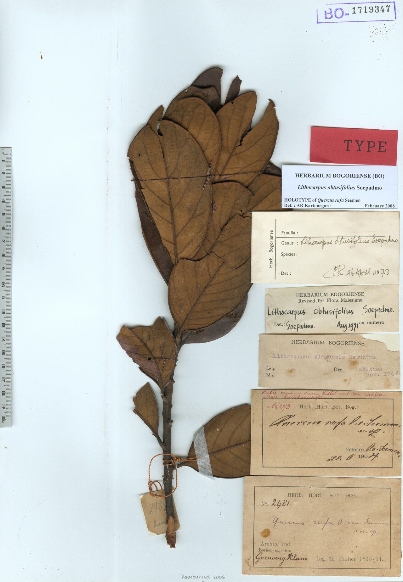 Lithocarpus rufus — search result for 'Lithocarpus'