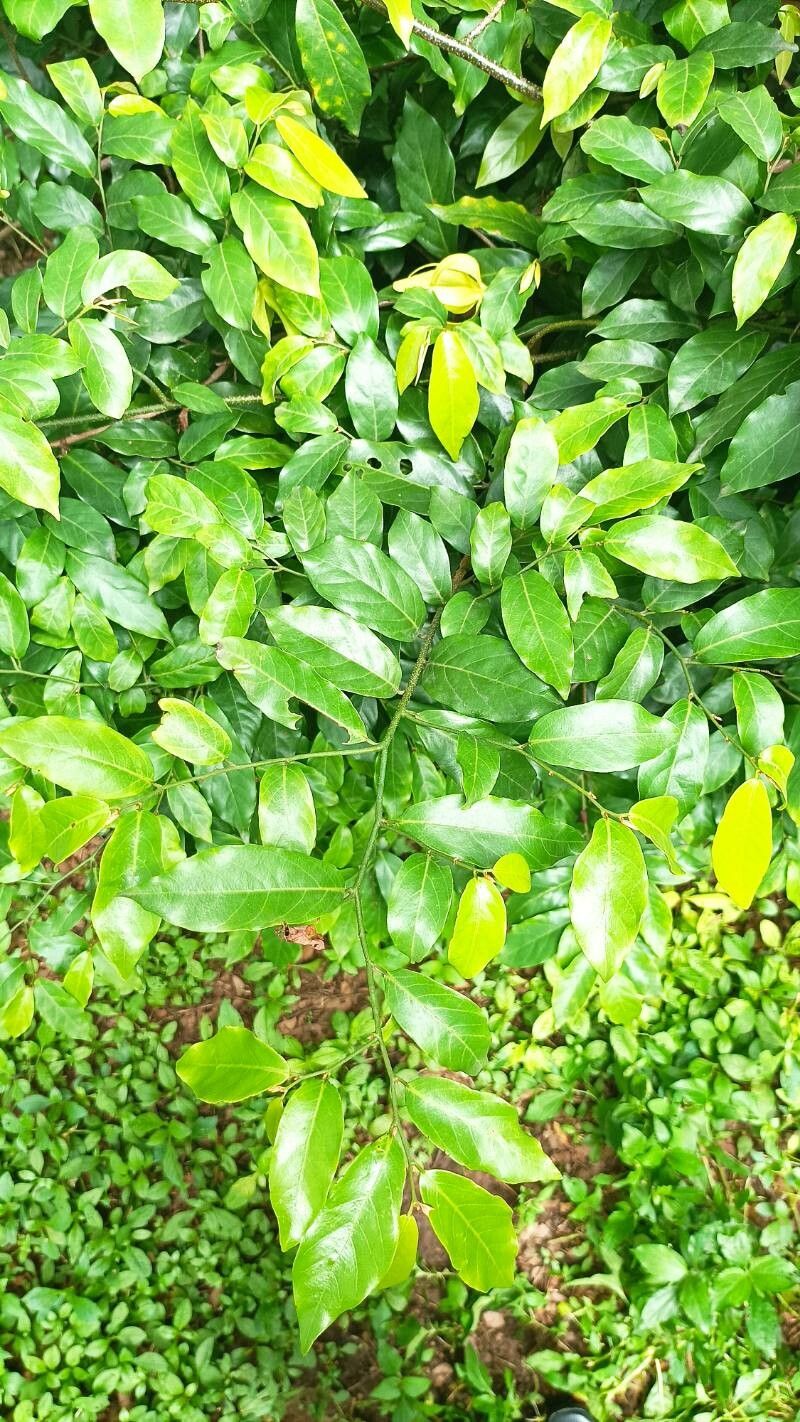 Desmos chinensis — search result for 'Annonaceae'