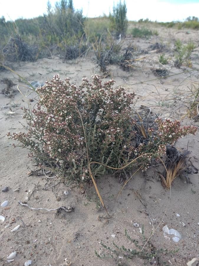 Frankenia patagonica habit