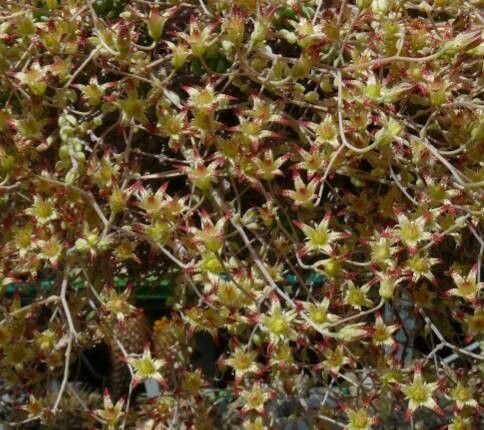 Graptopetalum glassii flower