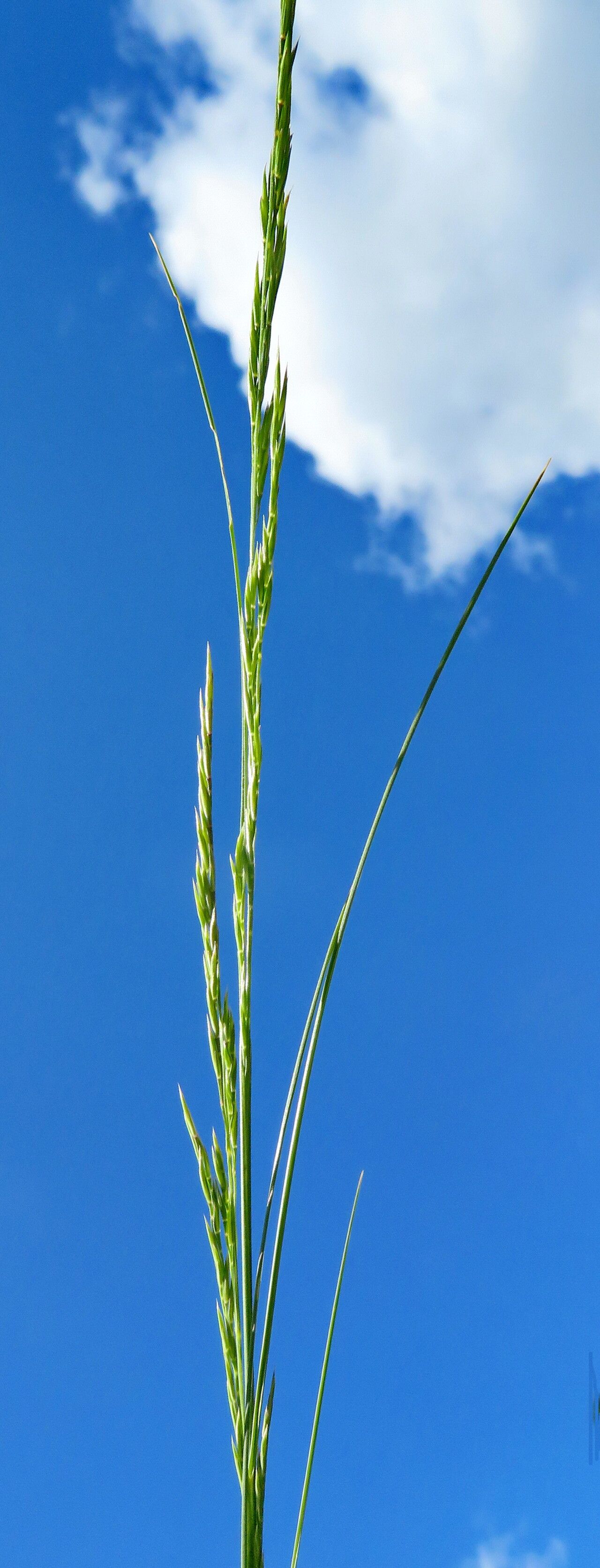 Festuca pumila flower