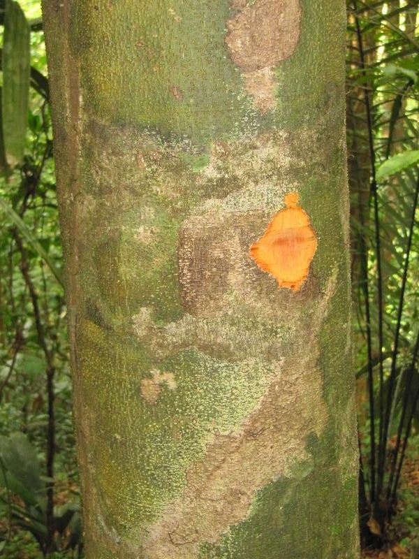 Talisia microphylla other