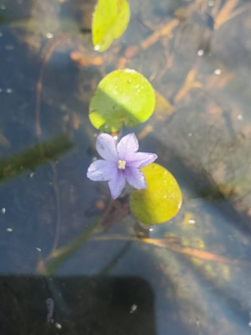Eichhornia diversifolia leaf