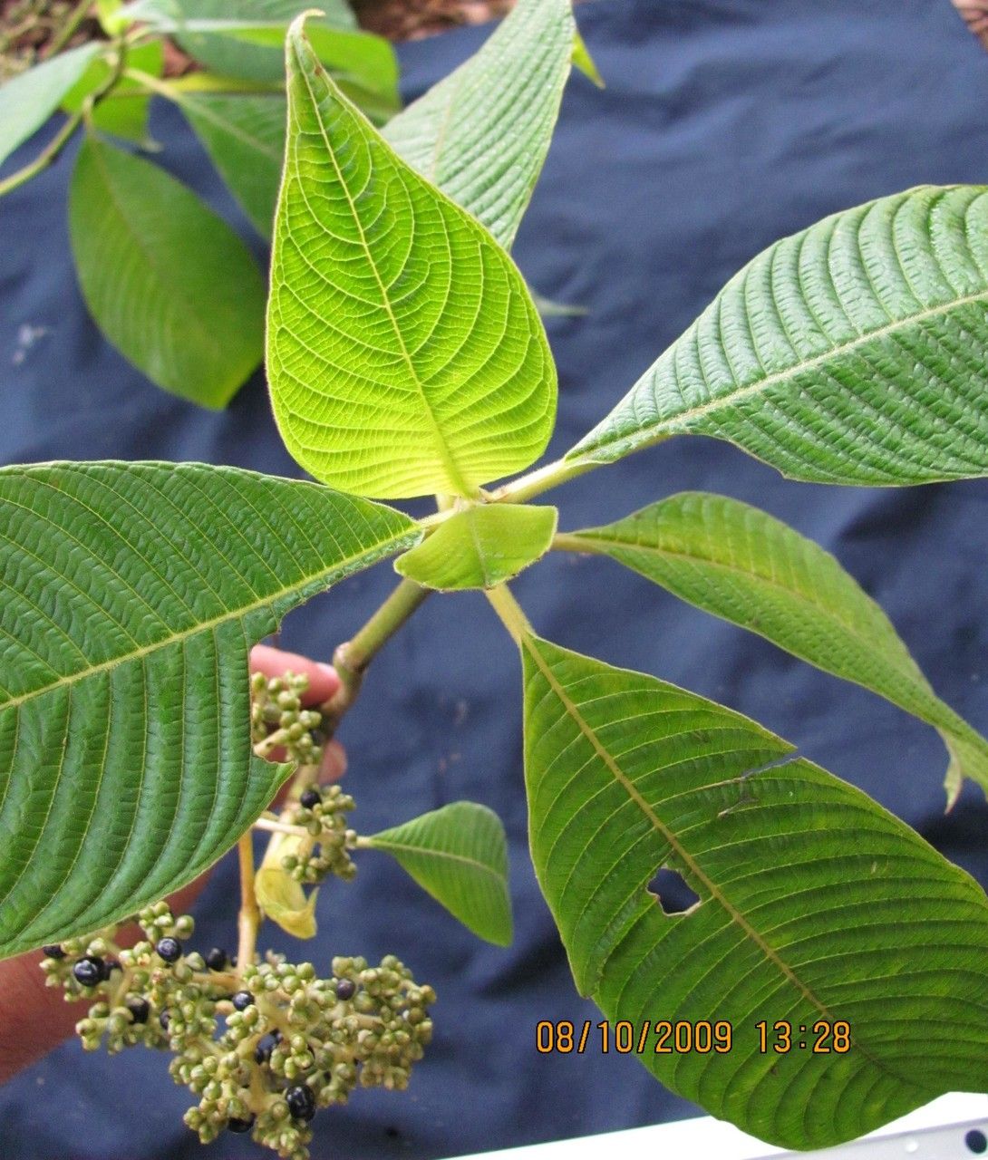 Psychotria mortoniana other