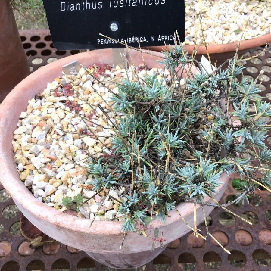 Dianthus lusitanus — search result for 'Algeria'