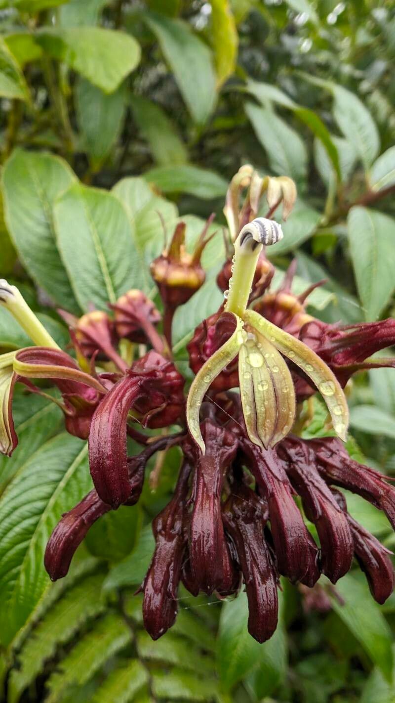 Lobelia portoricensis flower