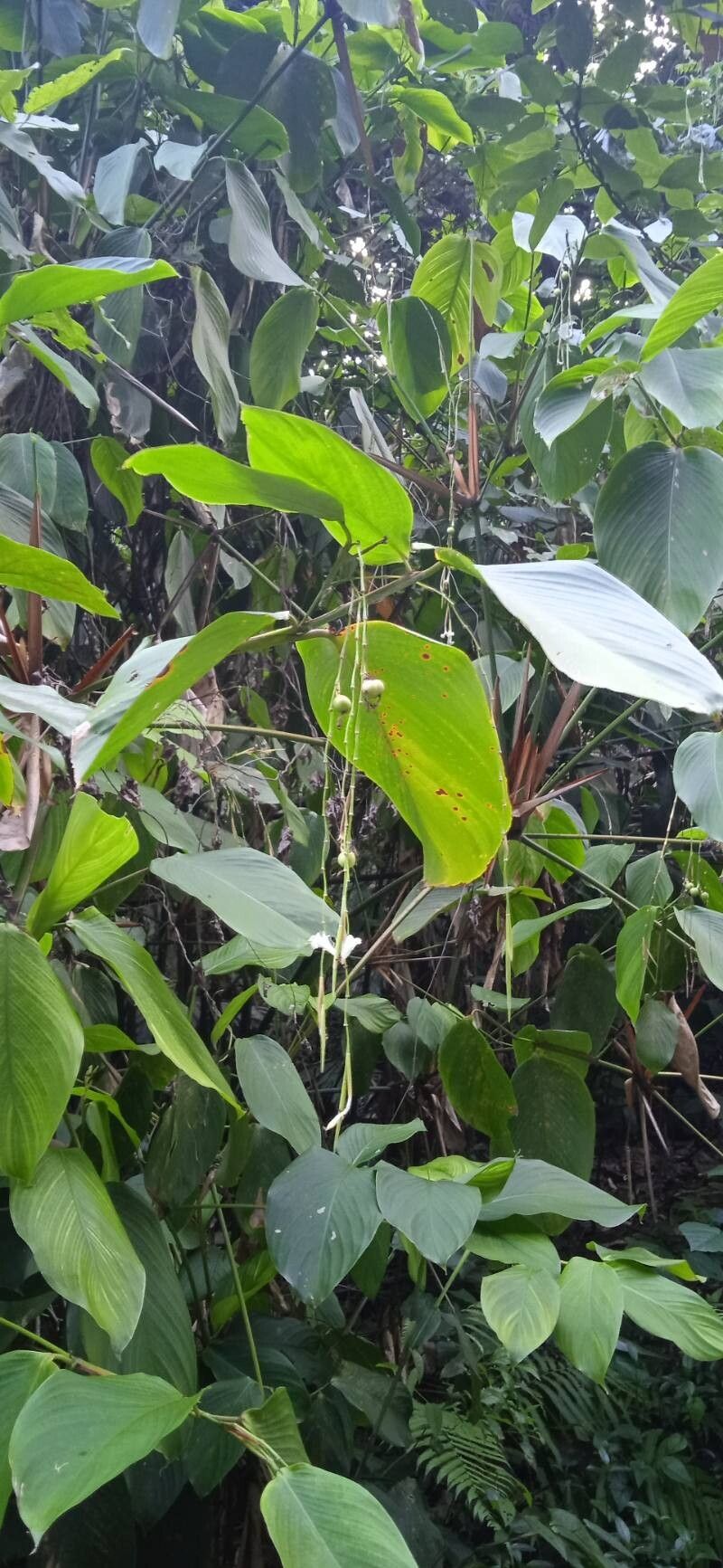 Donax canniformis fruit