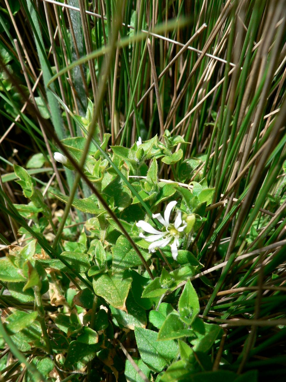Stellaria recurvata — search result for 'Stellaria'