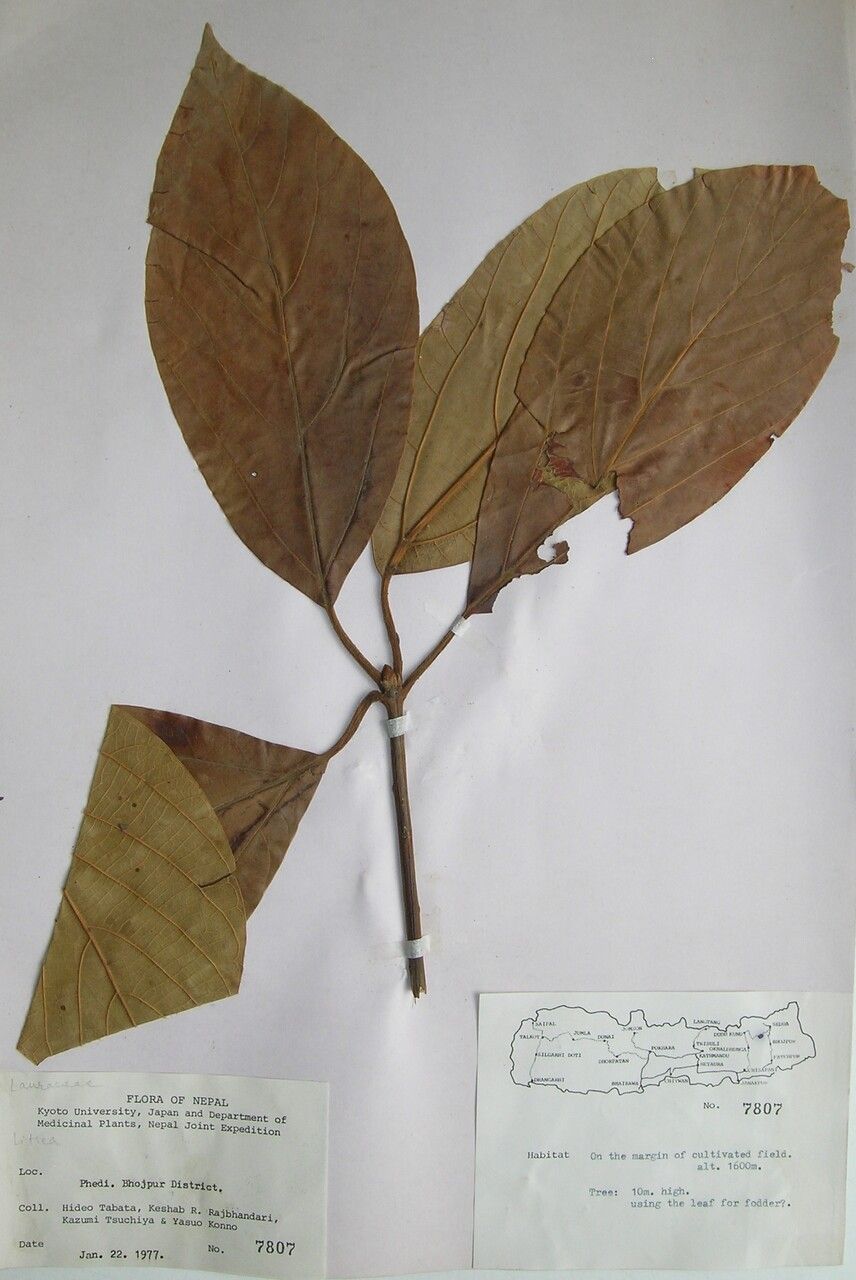 Actinodaphne obovata other