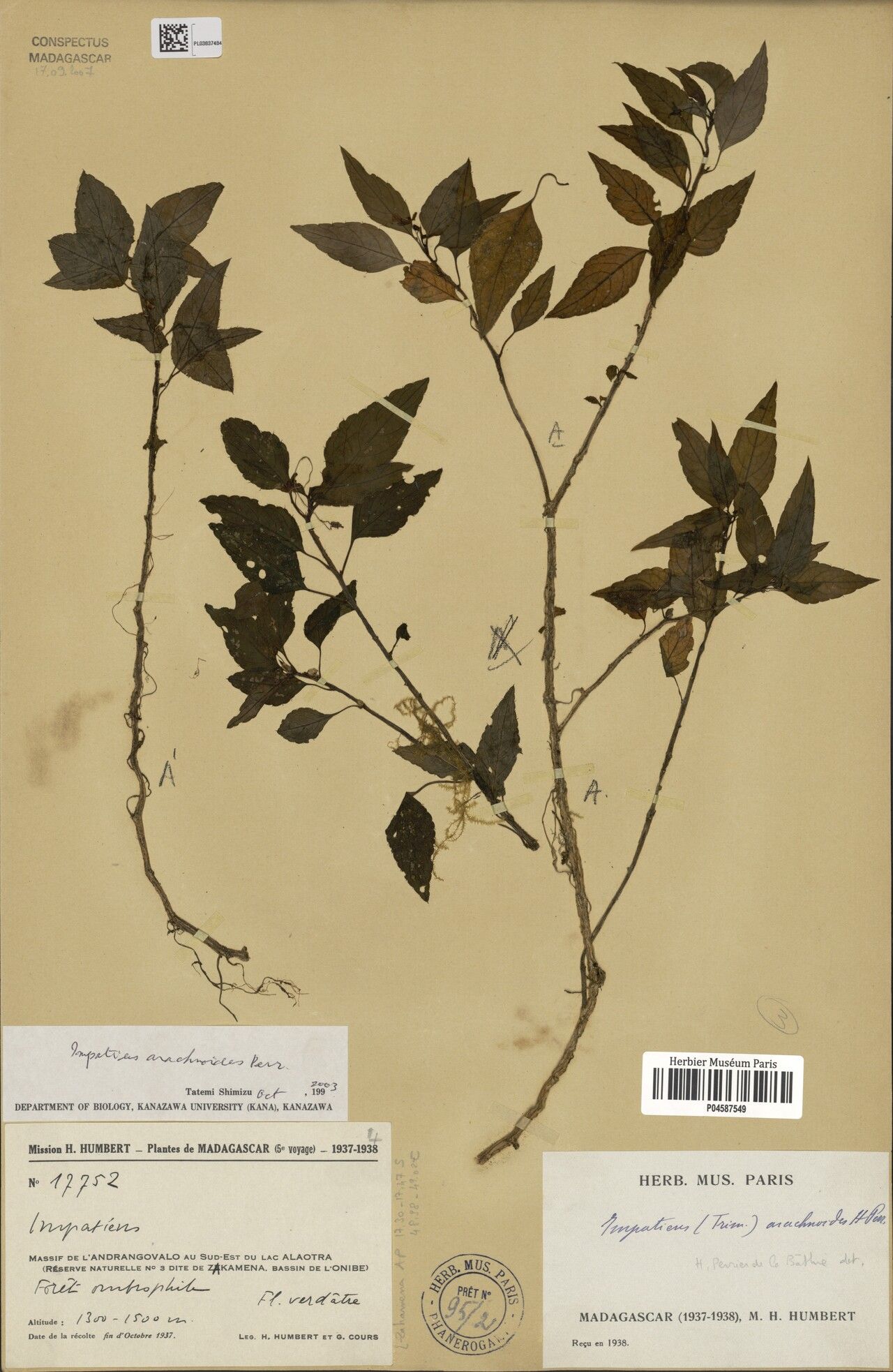 Impatiens arachnoides — houseplant care guide