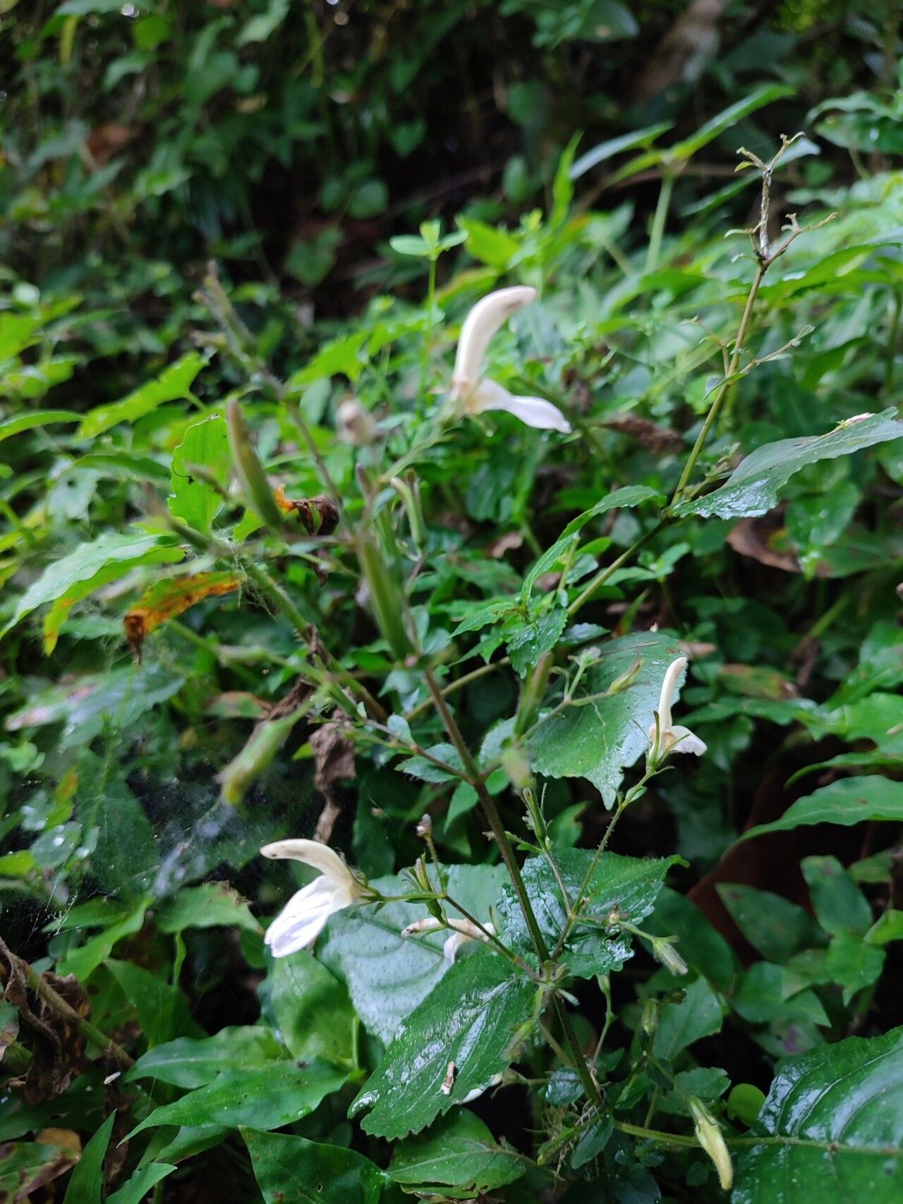 Brillantaisia vogeliana — houseplant care guide