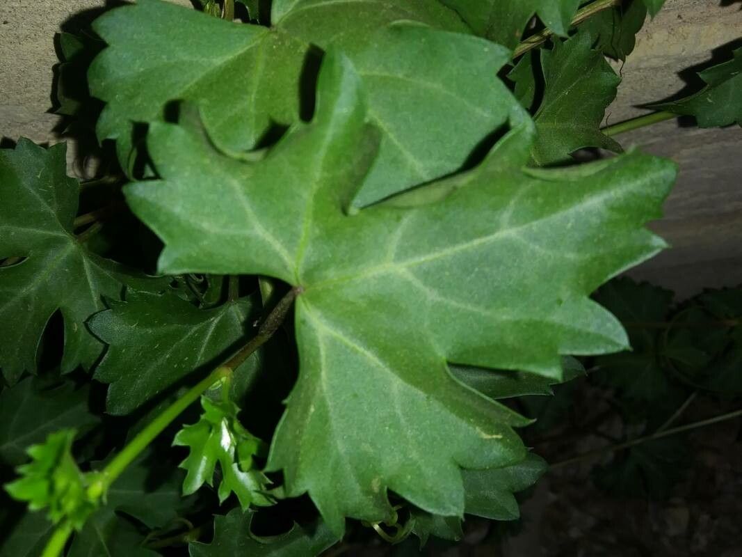 Cissus incisa — houseplant care guide