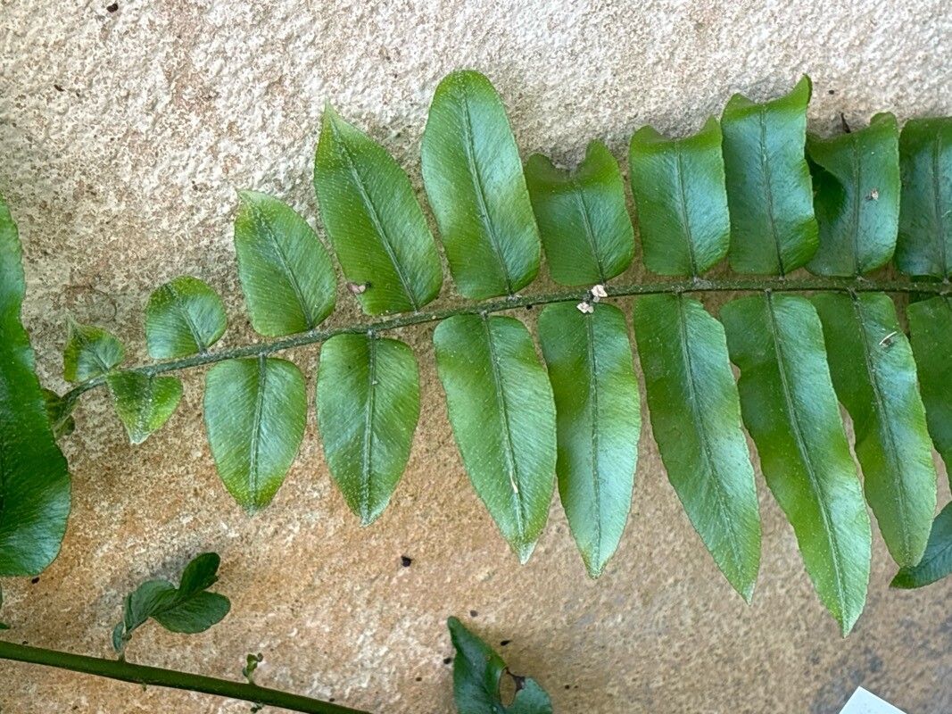 Pityrogramma chrysophylla — related species from the same genus