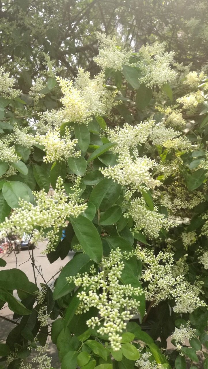 Ligustrum quihoui