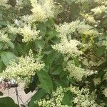 Ligustrum quihoui