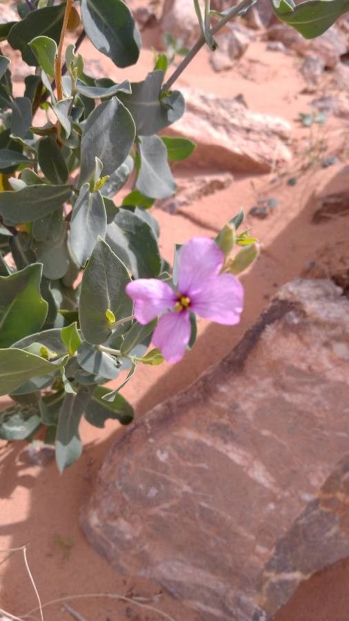 Moricandia suffruticosa leaf