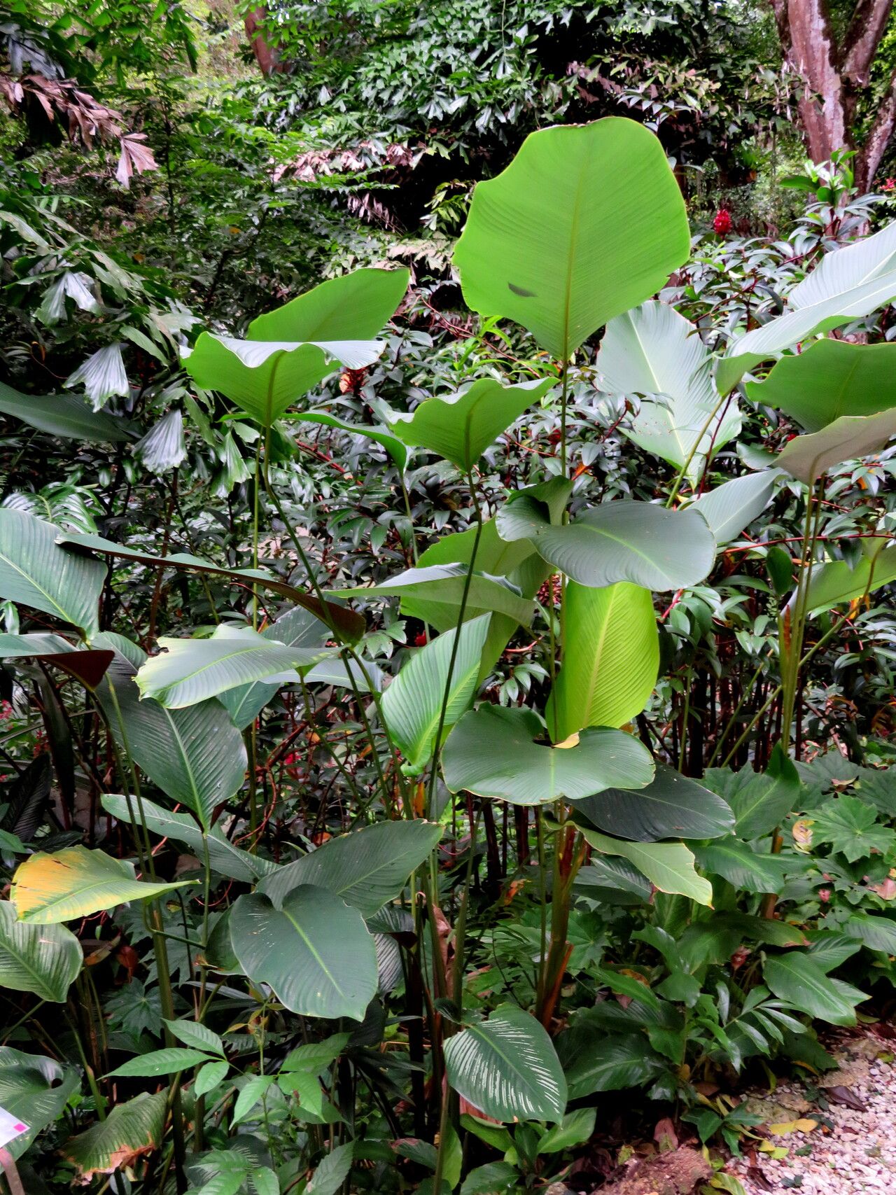 Goeppertia loeseneri habit