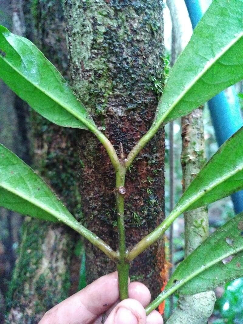 Siparuna cristata other