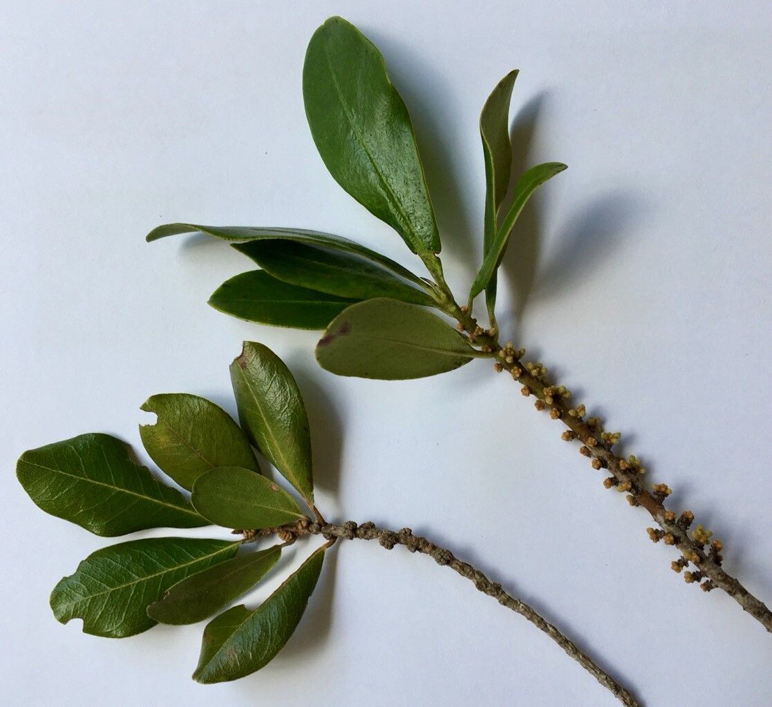 Myrsine acrantha — related species from the same genus