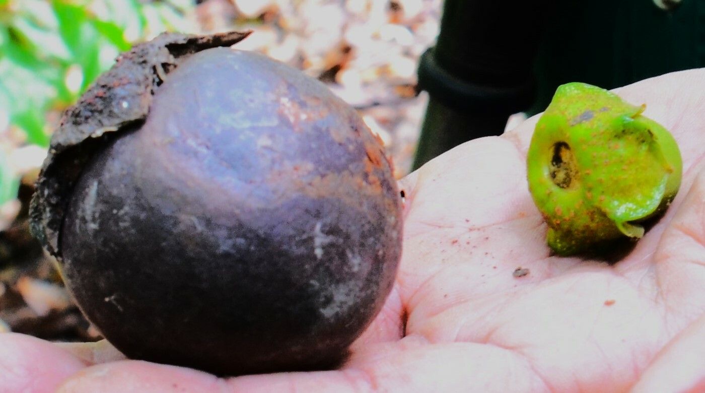 Diospyros wallichii fruit